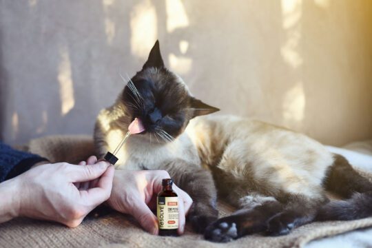 CBD Pets Canada Products
